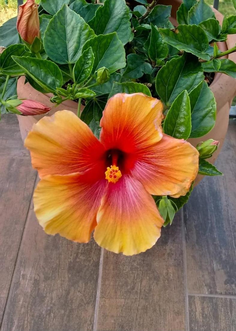 Apartment Hibiscus